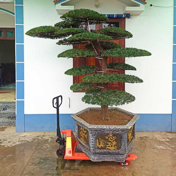 xe nang cây cảnh tầm thấp xe nang cây cảnh tầm thấp