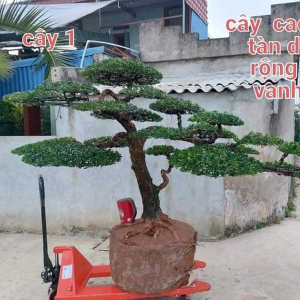 xe nang tay thap nang cay xe nang tay thap nang cay